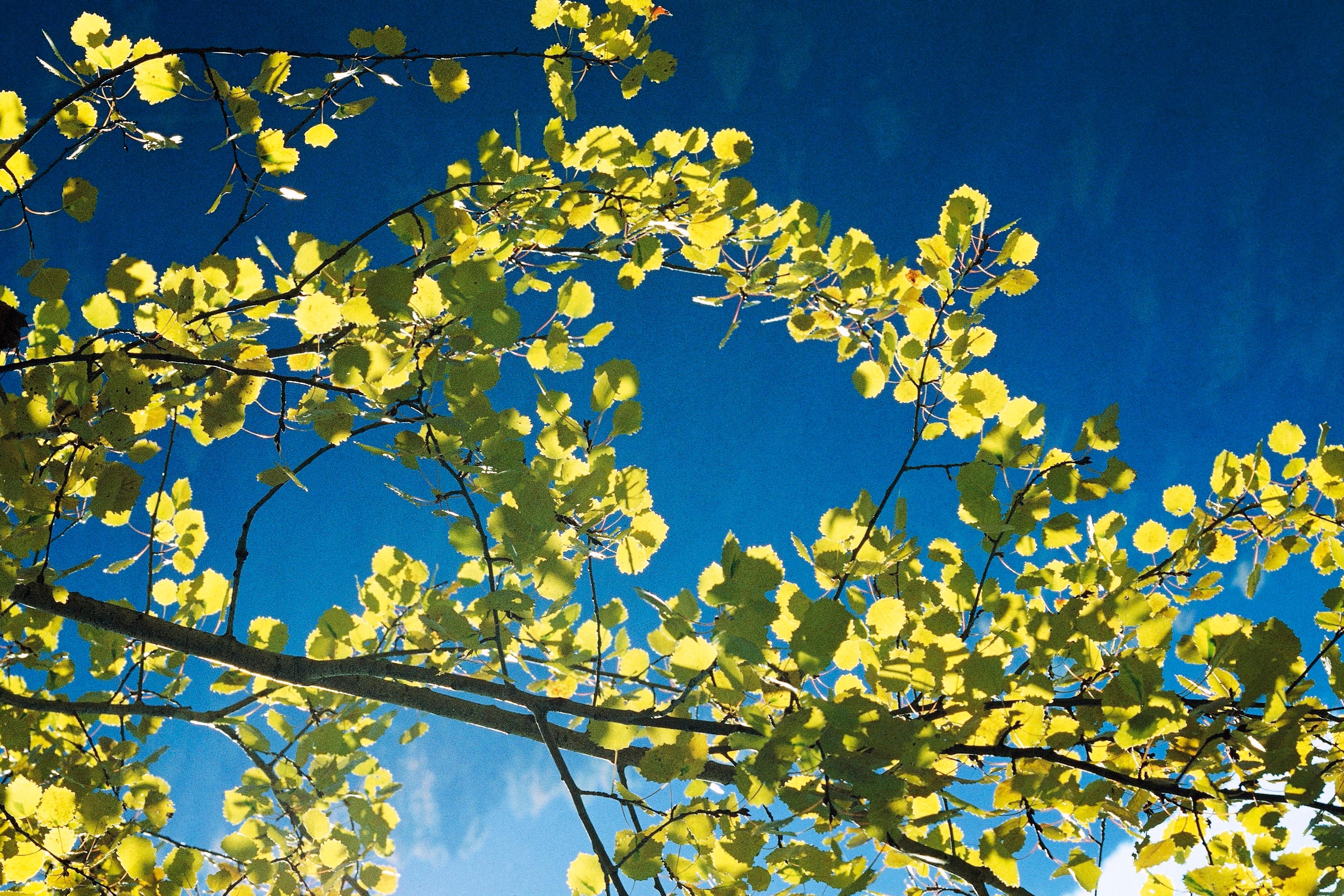 Photo of sunlit green leaves and branches against a bright blue sky.