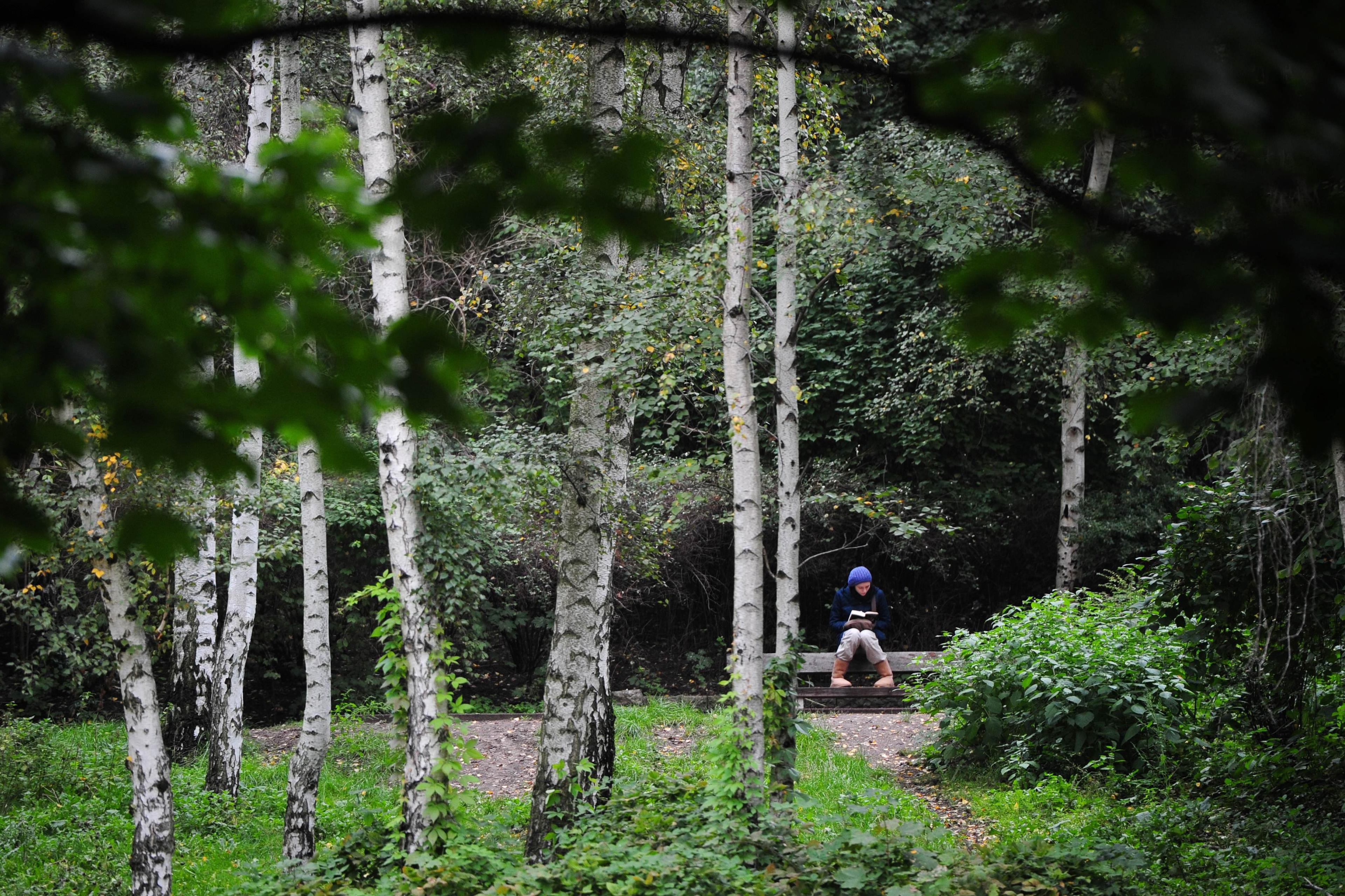 Photo of a person sitting on a bench reading in a birch forest, surrounded by green foliage and tall white trees.