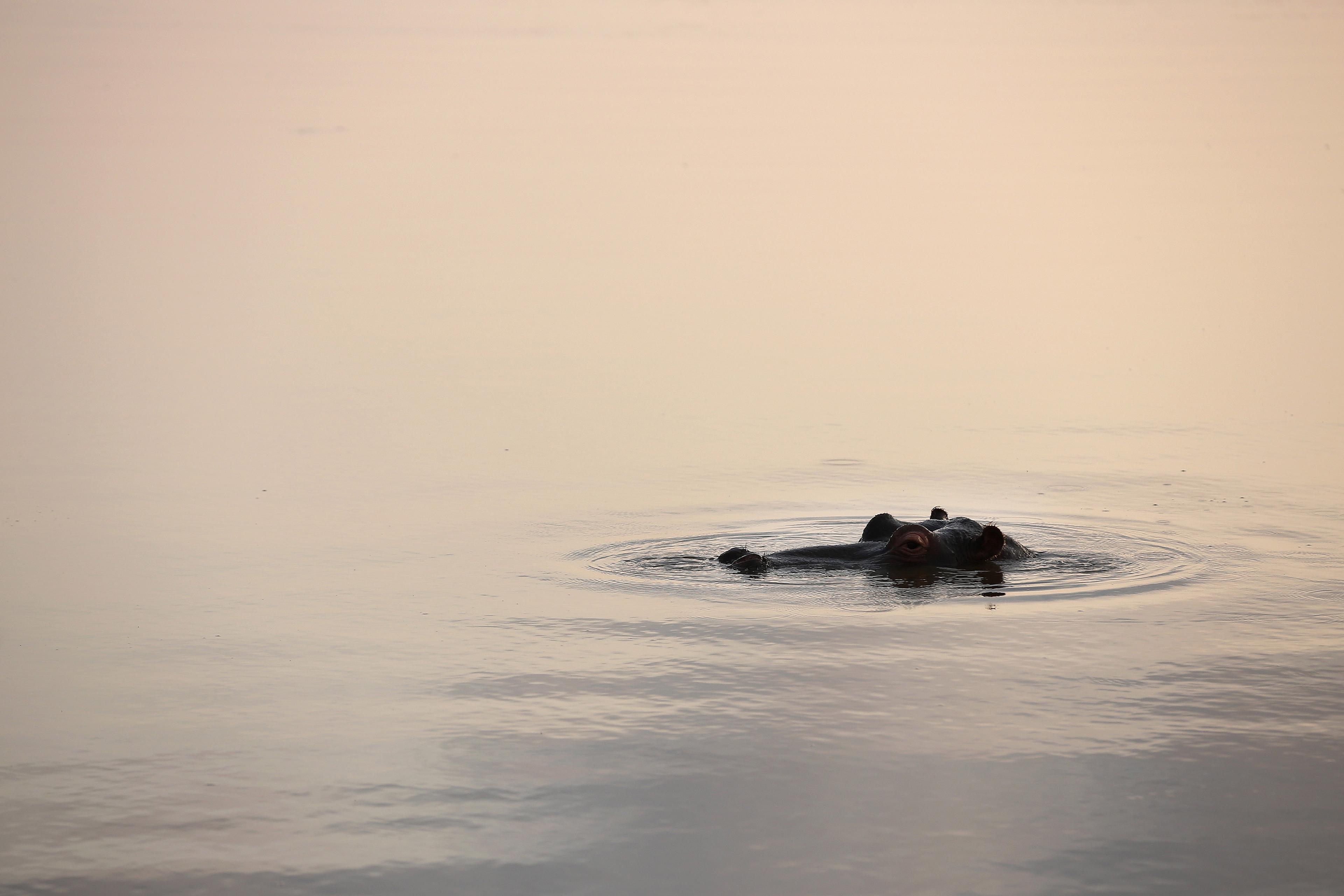 Photo of a calm lake at dusk with a hippo partially submerged, only its eyes and ears visible above the water’s surface.