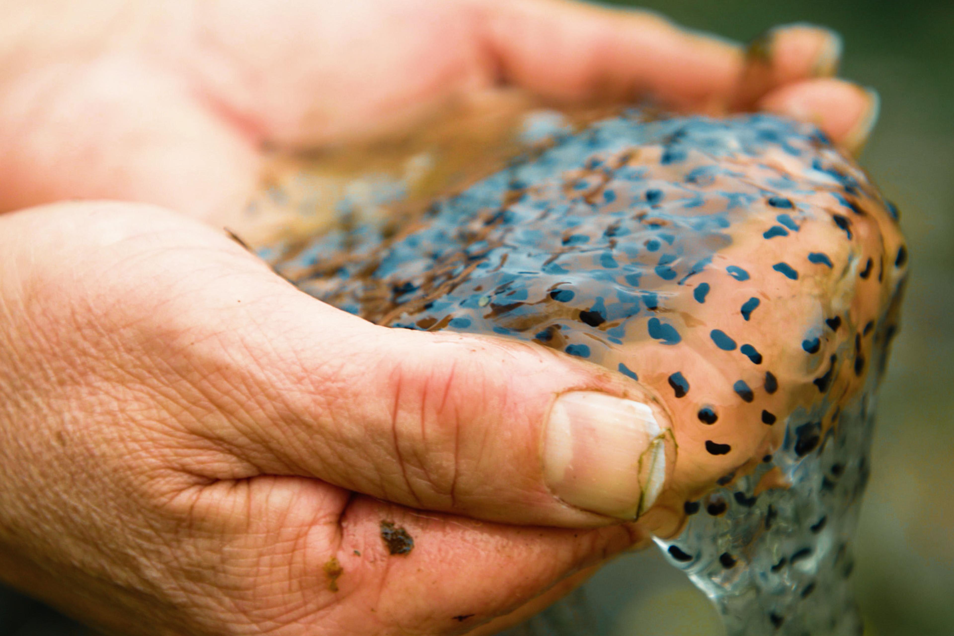 Close-up of hands holding clear frogspawn with visible black eggs in a natural outdoor setting.