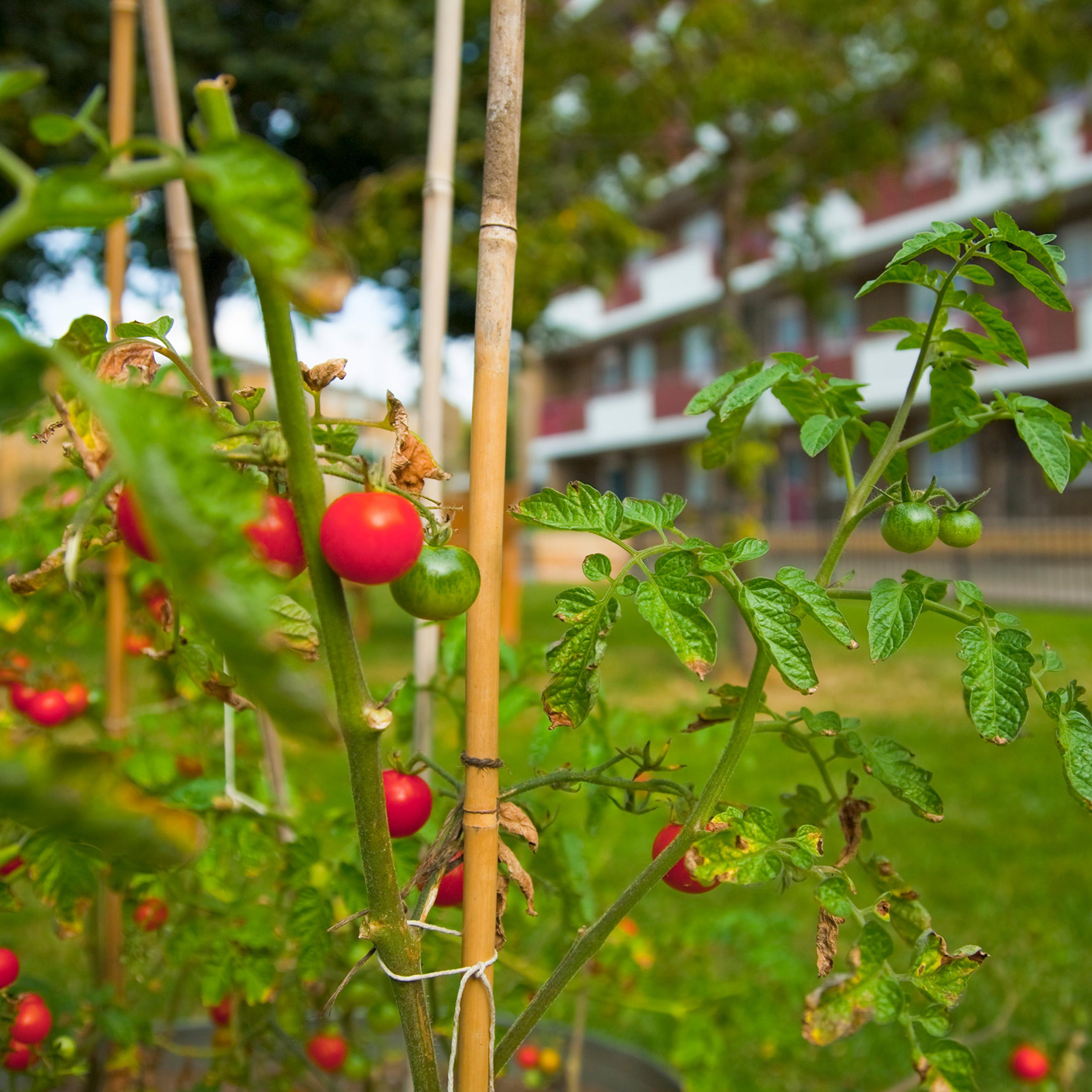 Tomato plants with red and green tomatoes in a garden setting against a blurred background of a building and grass.