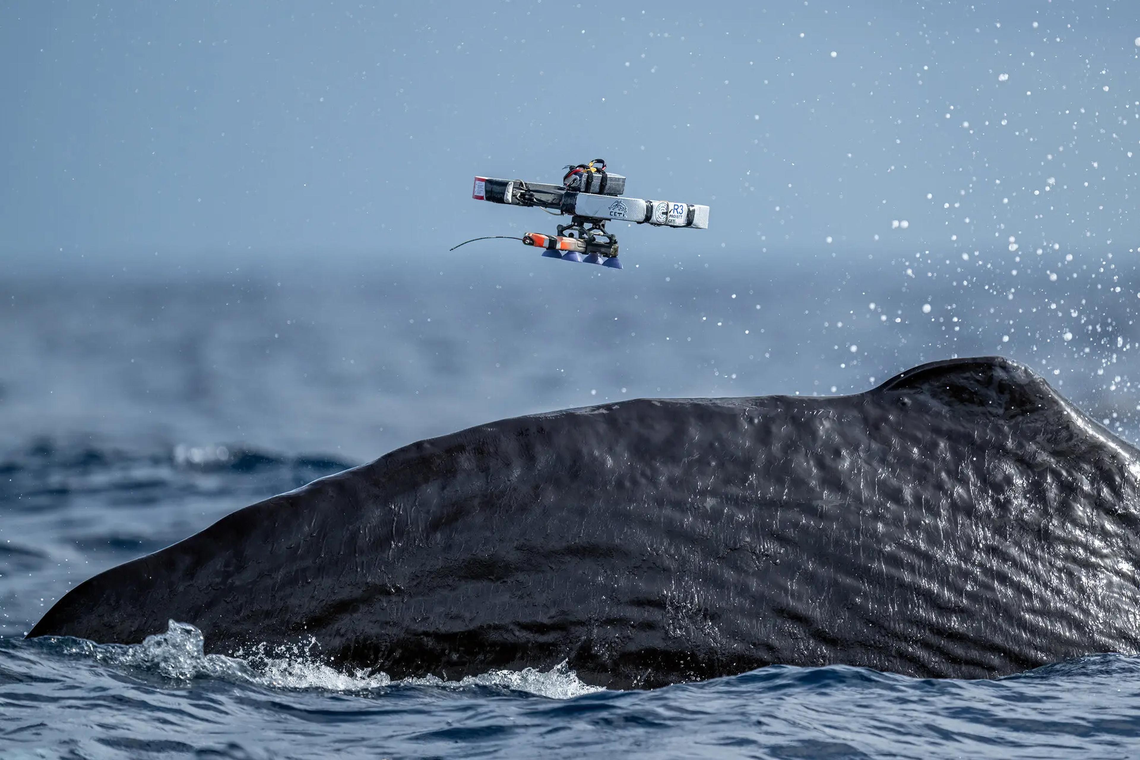 A drone flying above a whale’s surfaced back in the ocean with water droplets in the air.