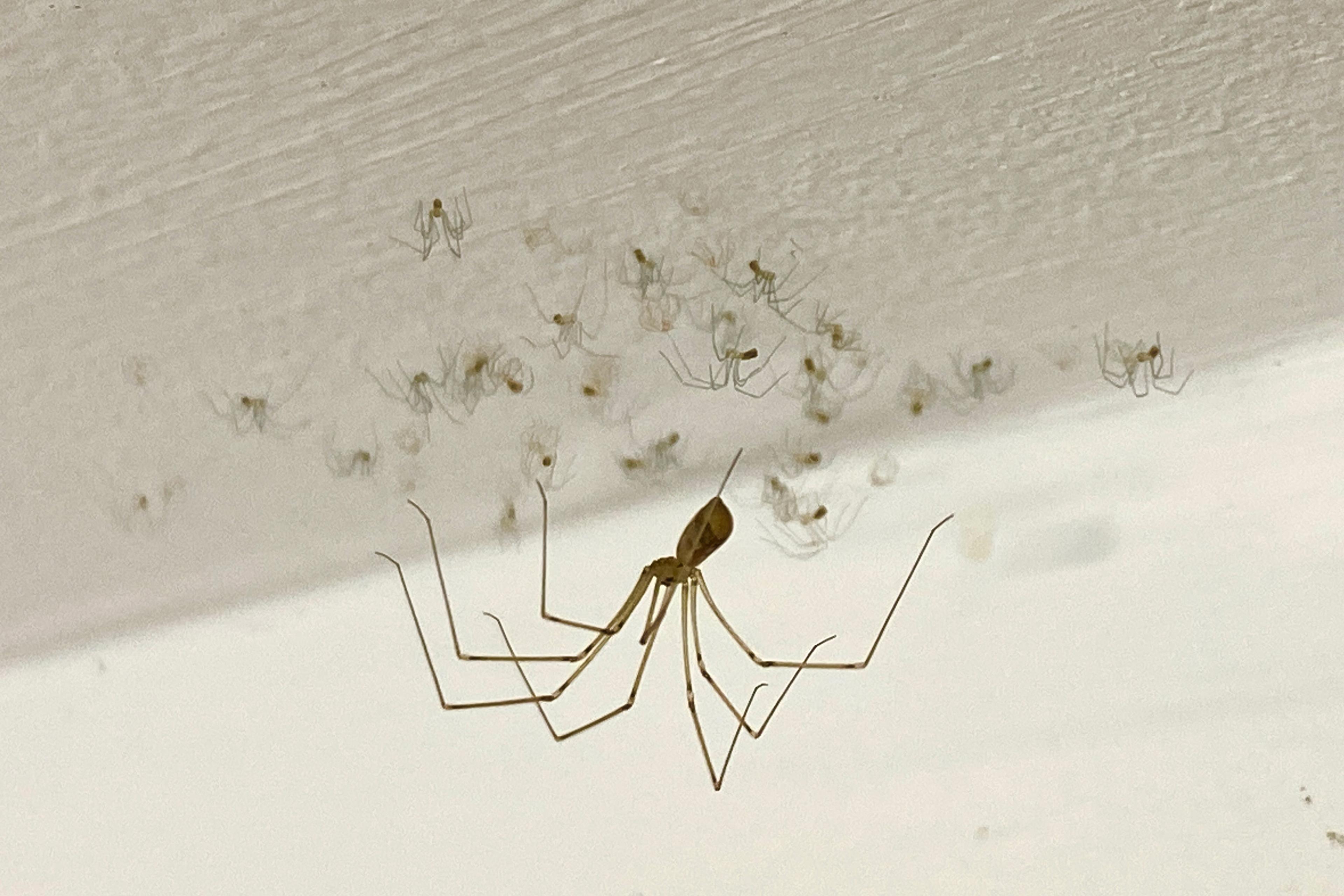 A large daddy longlegs spider on the ceiling with many tiny baby spiders nearby.