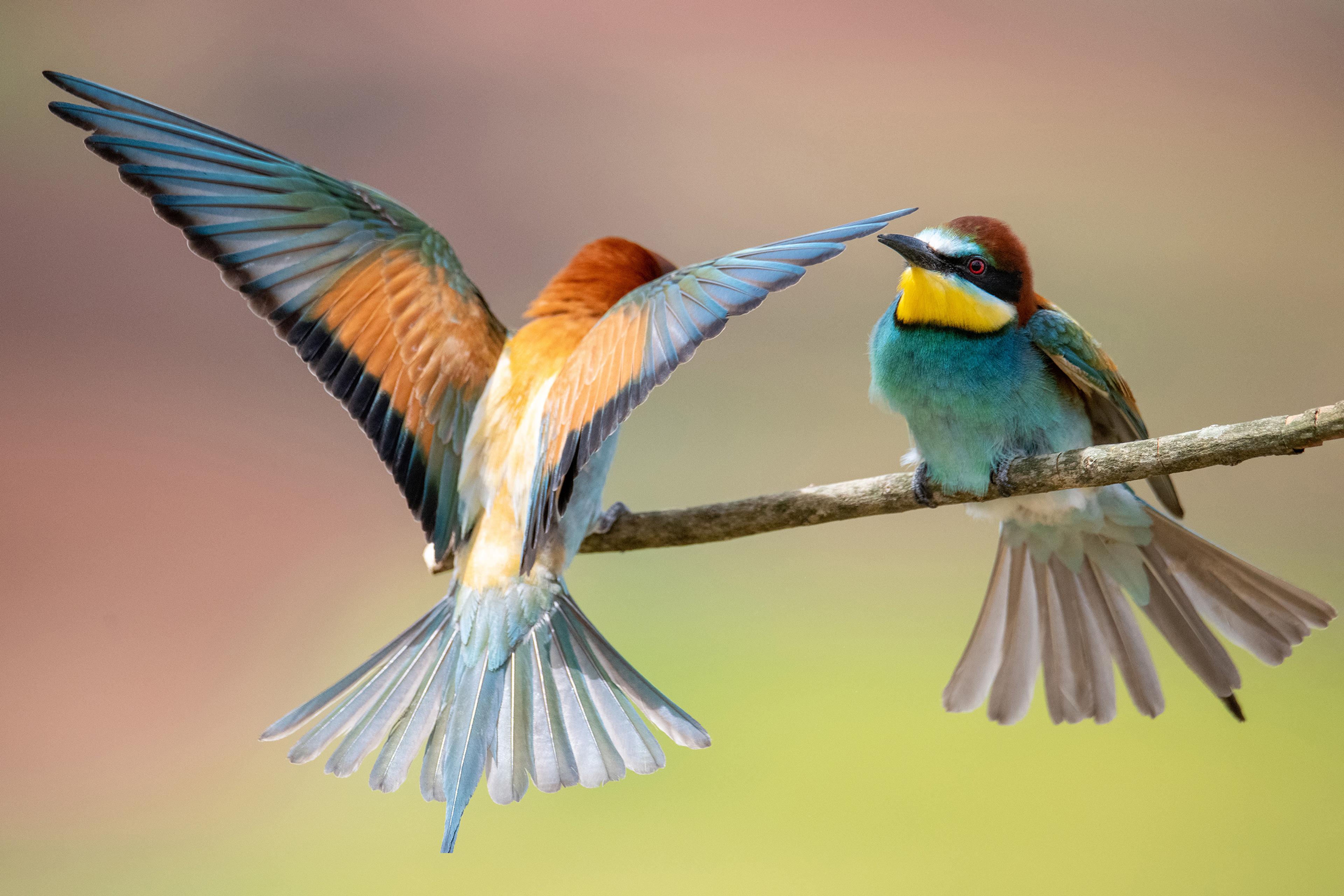Two colourful birds on a branch one with wings spread against a blurred background.